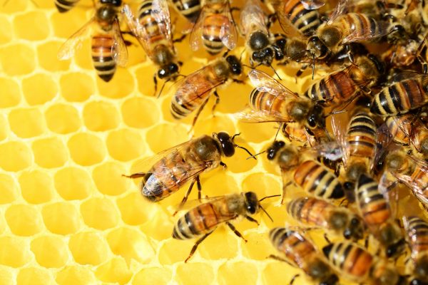 Honey bees at work